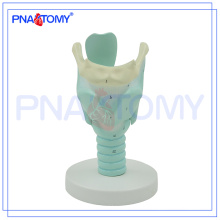 PNT-0442 Anatomy Marked Human Larynx Model, Anatomical Larynx model